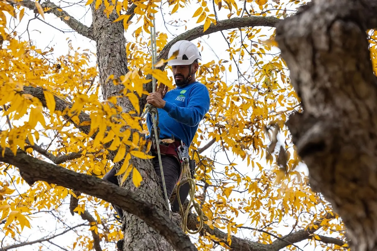 Skilled Storm Damage Cleanup crew working in Elbridge